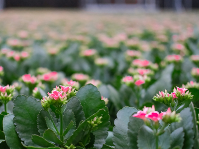 Kalanchoes