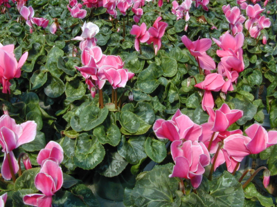 Cyclamen