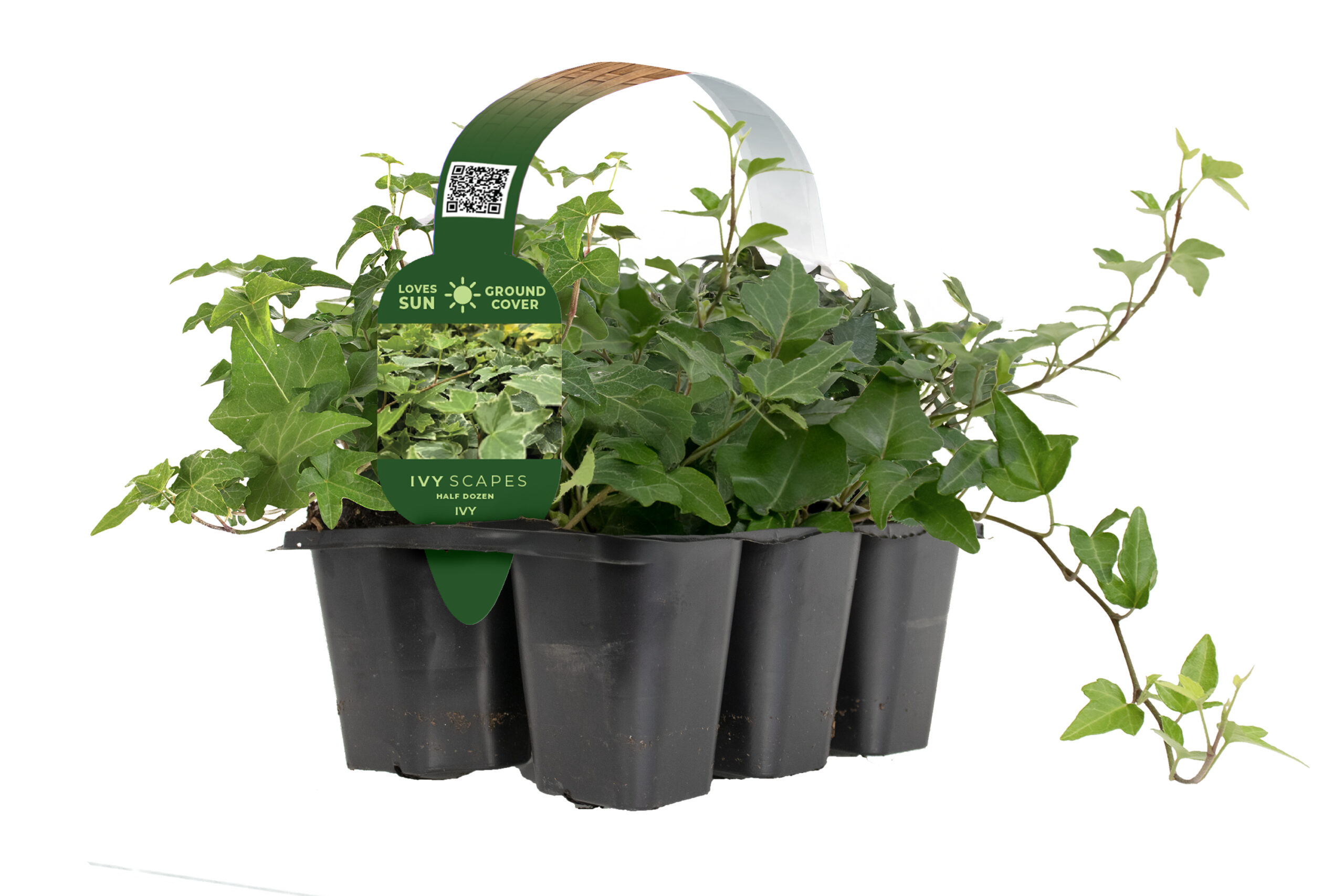 Ivy Tray copy