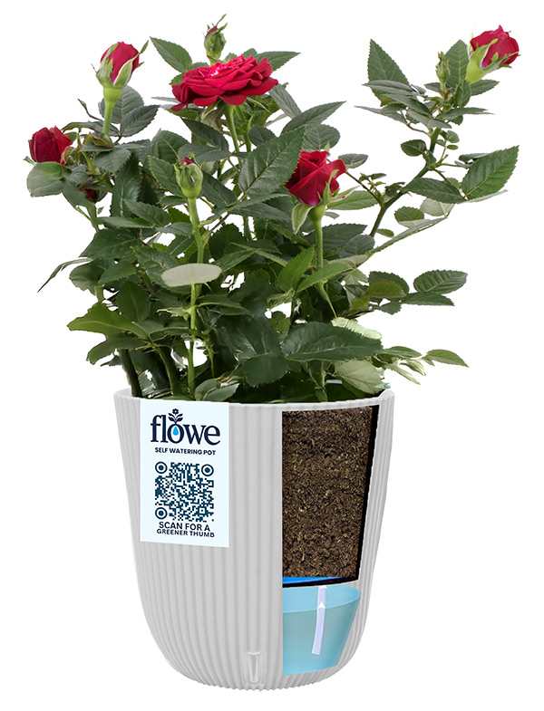 A Flowe pot with red miniature roses. A rendering of the side of the pot shows what the soil and water would look like inside the pot.