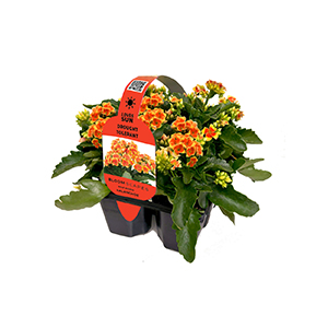 kalanchoe-bloomscapes-01
