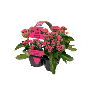 kalanchoe-bloomscapes-02