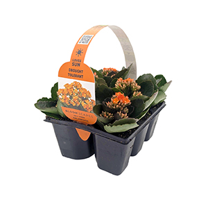 kalanchoe-bloomscapes-03