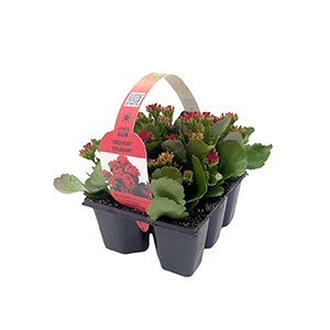 kalanchoe-bloomscapes-04