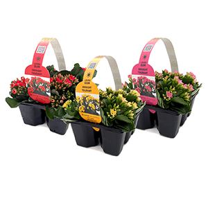 kalanchoe-bloomscapes-group-01